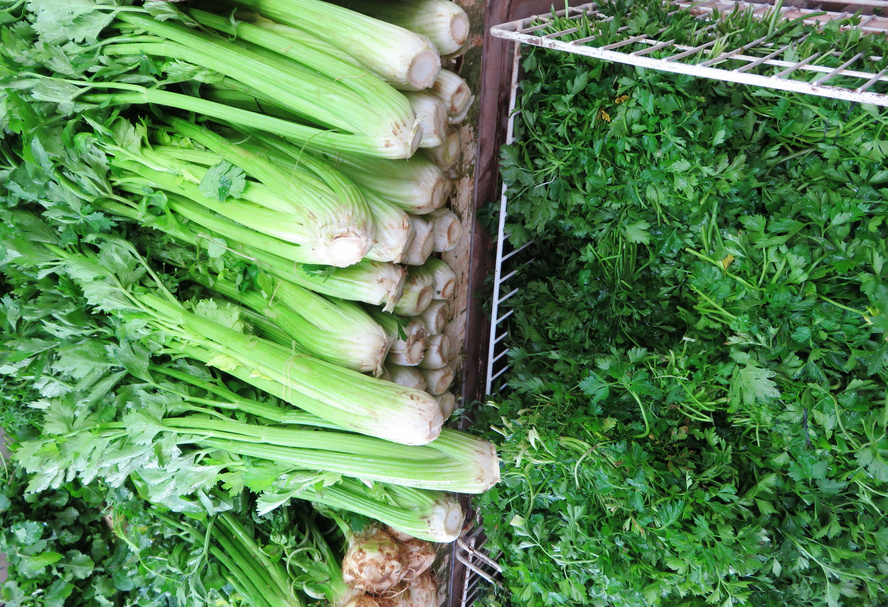 Cilantro and parsley