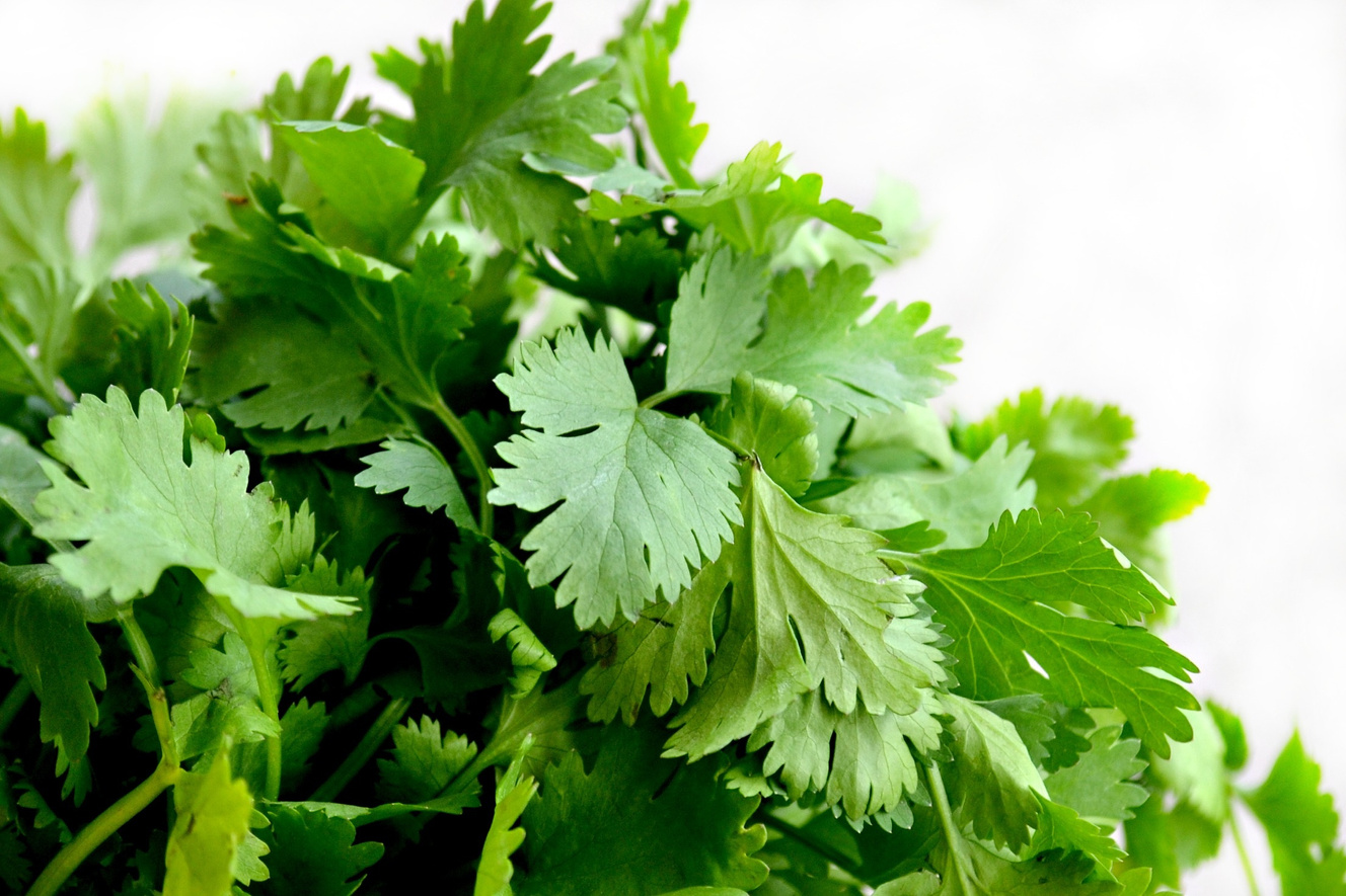 Bunch of Cilantro Herbs