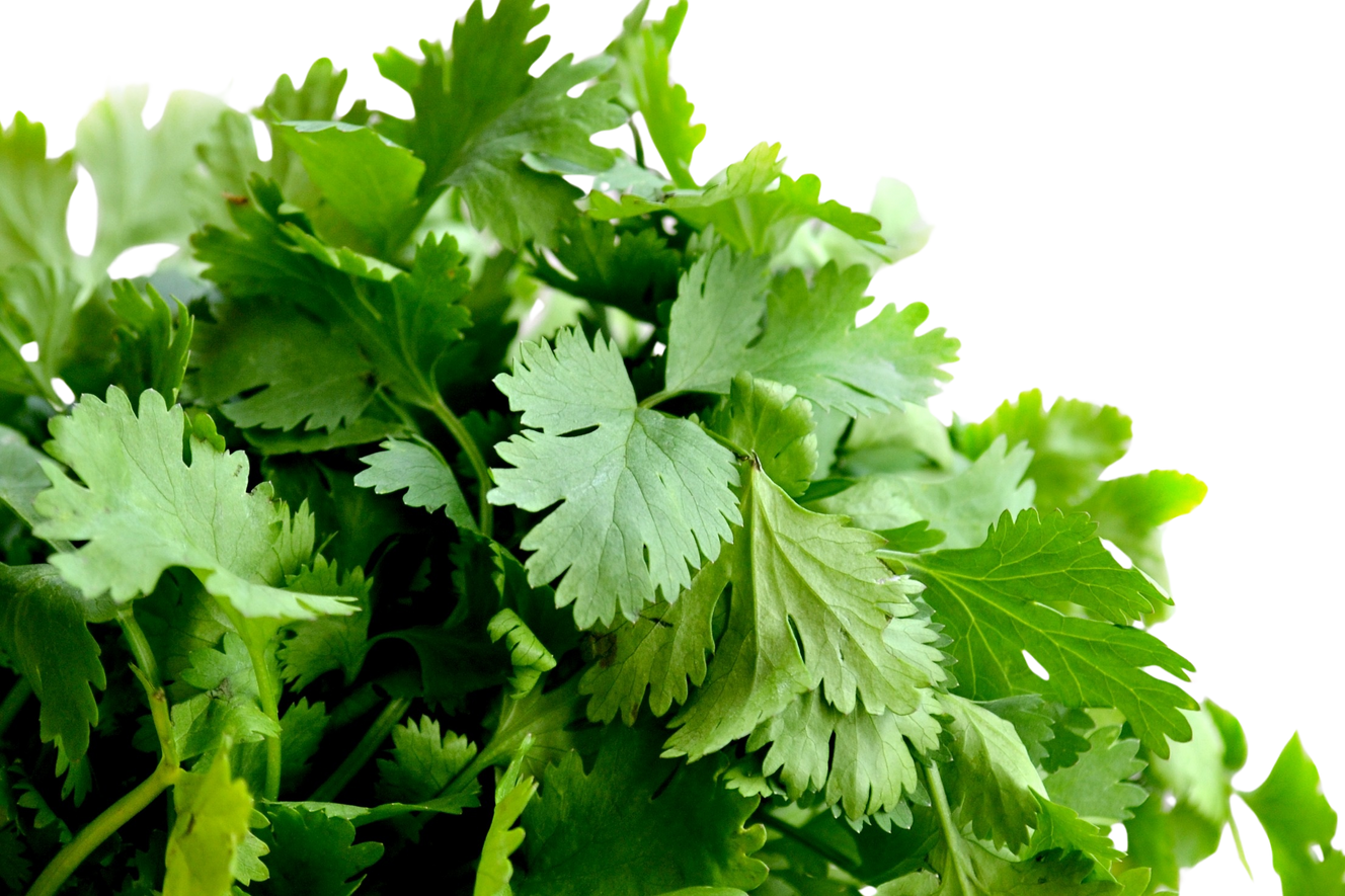 Bunch of Cilantro Herbs