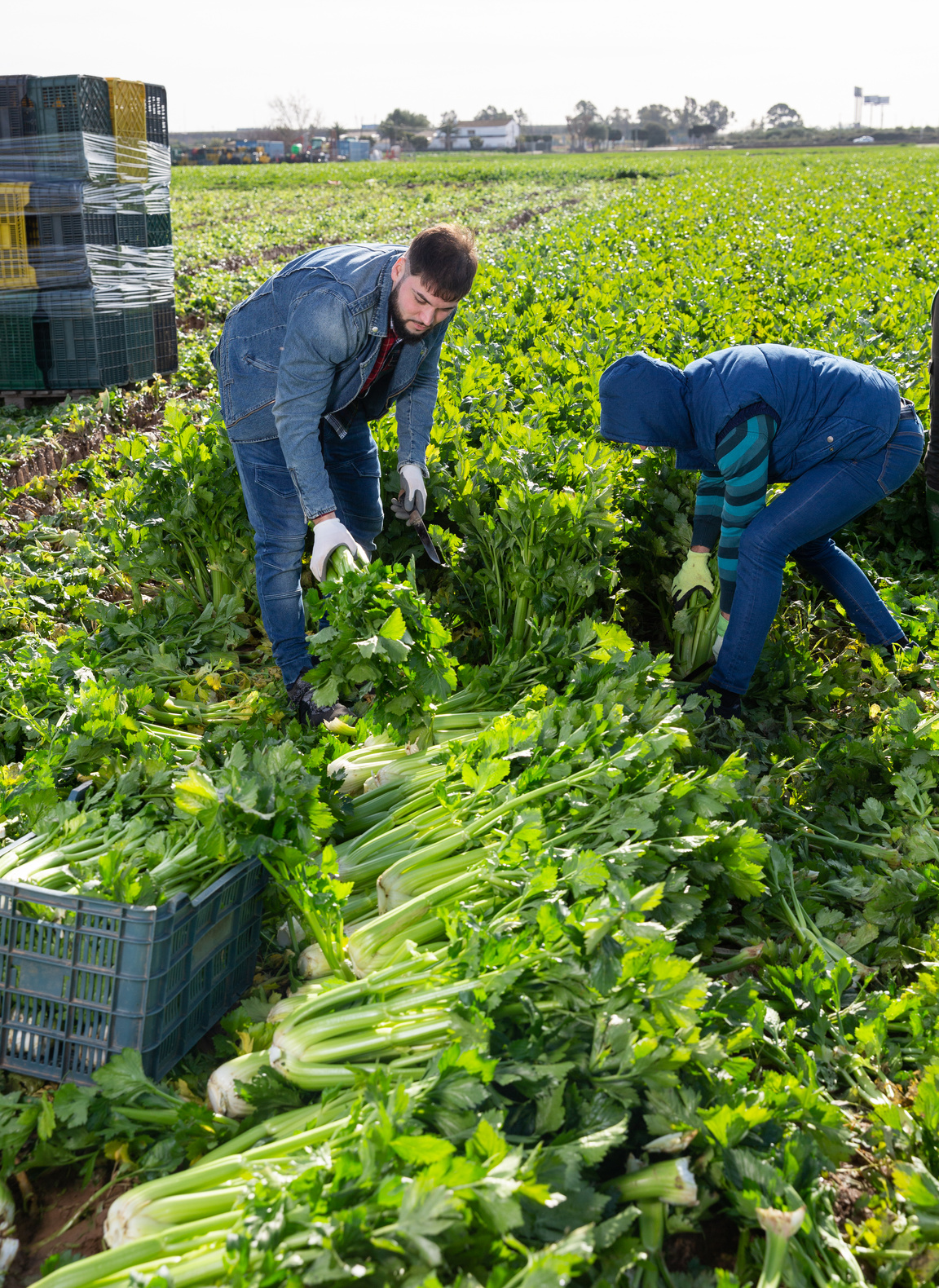 Farm workers hand harvesting celery